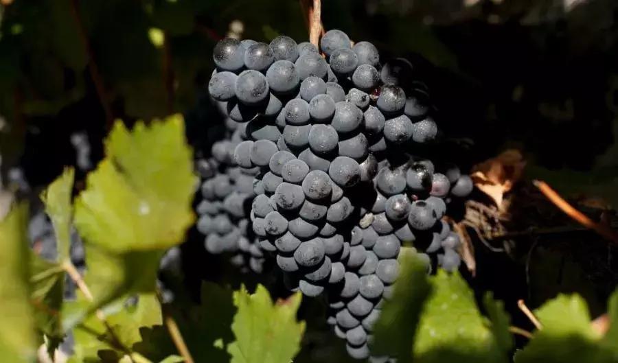 真正的红酒是怎么酿造的,喝了这么多年酒