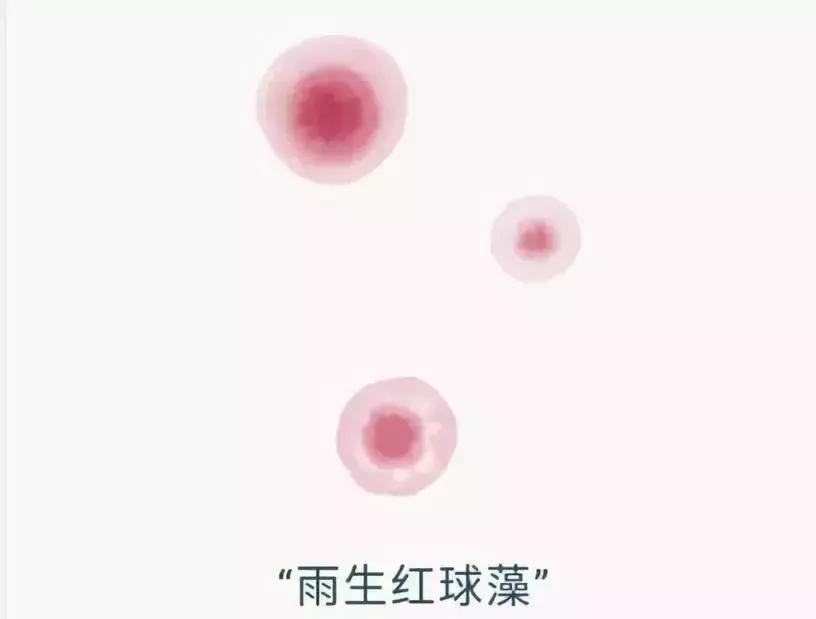 东阿阿胶新产品有什么,东阿阿胶新产品