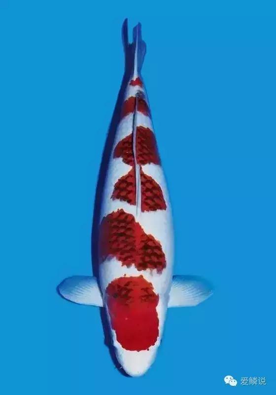 衣服的前世今生,衣字的前世今生