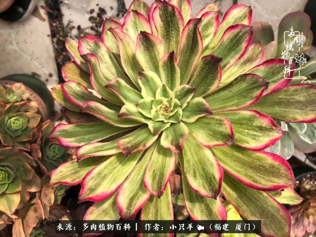 大城小爱：养多肉是个愉快的过程，种下去就有了无尽的期待