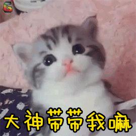 小奶猫太粘人了怎么办,小奶猫太粘人不停的叫