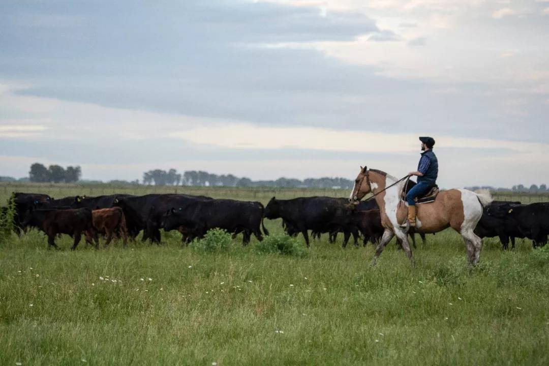 阿根廷牛肉讲解,阿根廷牛肉解说
