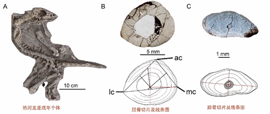美人在骨不在皮恐龙也是丨研究揭秘上园热河龙生长发育模式