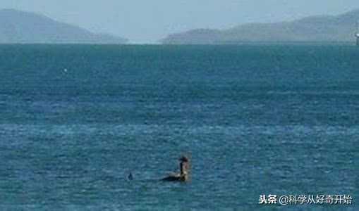 海上遇到鲸鱼会怎么样,海上遇到了海盗怎么办