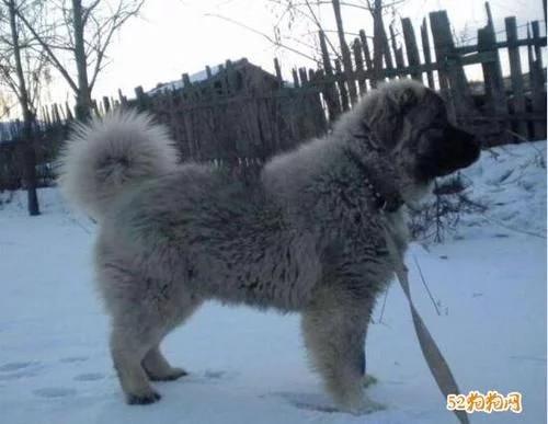 高加索犬vs高加索犬,高加索犬和熊版高加索犬的区别