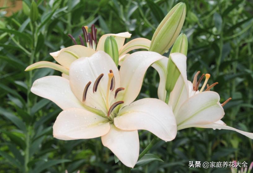 新手种花最怕什么,新手种植什么百合最好