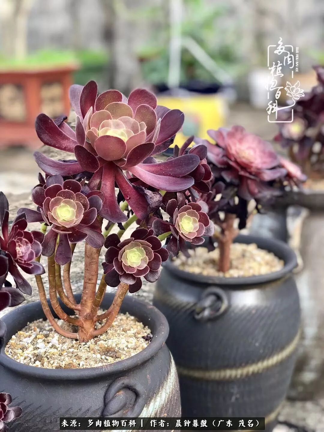 轻轻地告诉你，我的多肉也曾美过，不信你看看