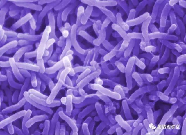 益生菌与精神病的关系,益生菌与精神病