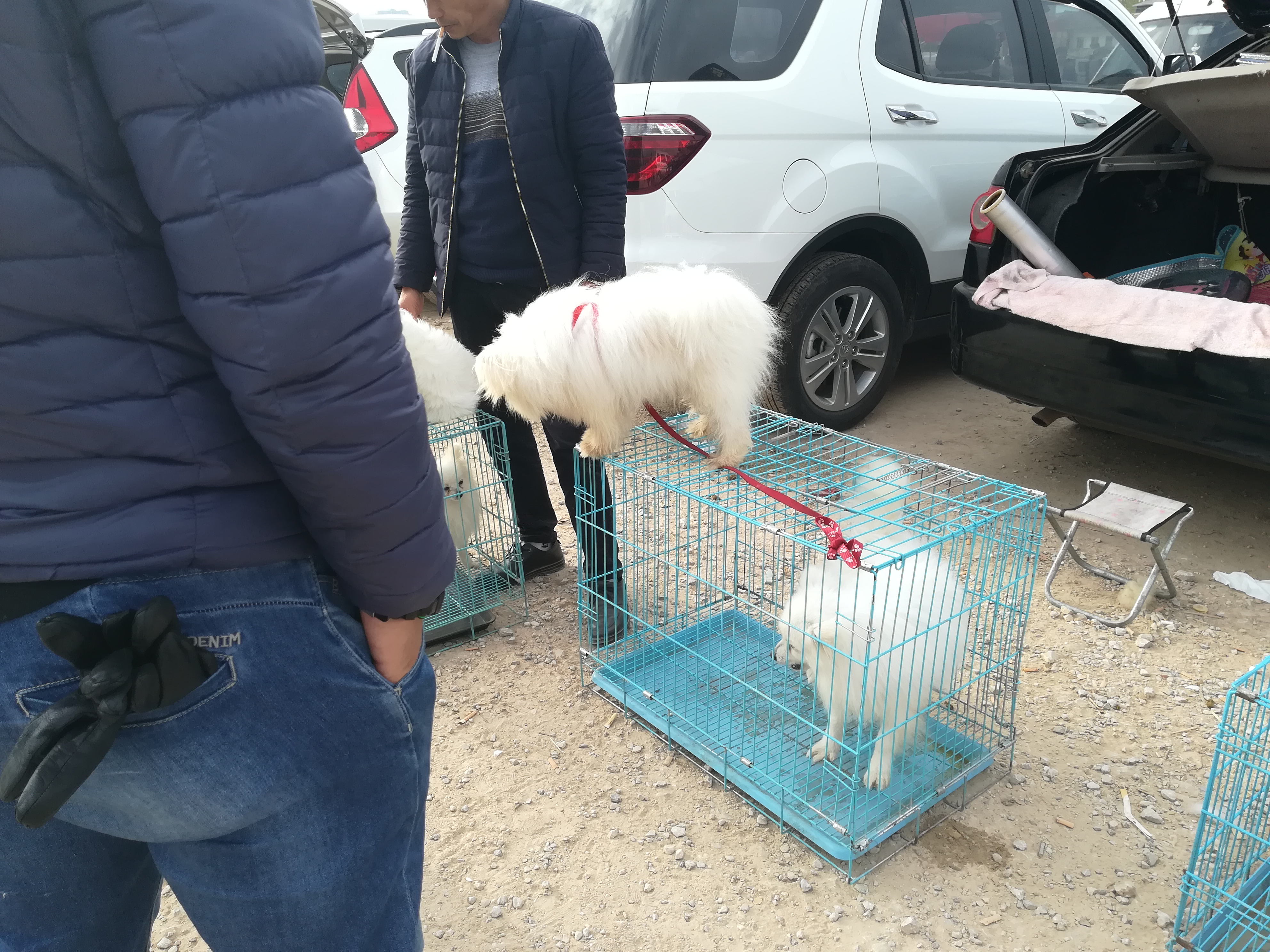 大型犬跟博美差不多,北京犬和斗牛犬生出来的后代