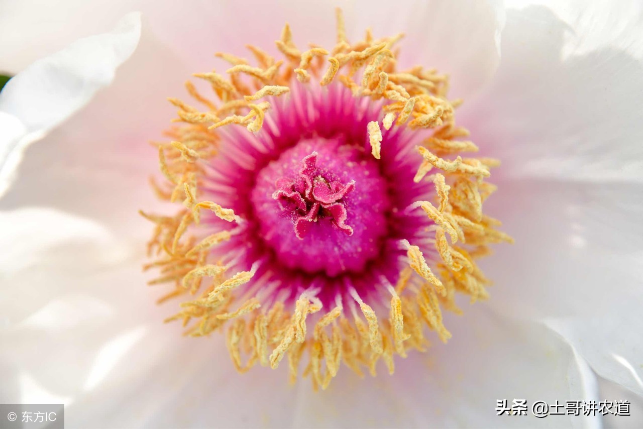 开过花的牡丹枯萎了怎么修剪,快速掌握养花技巧养花高手来支招