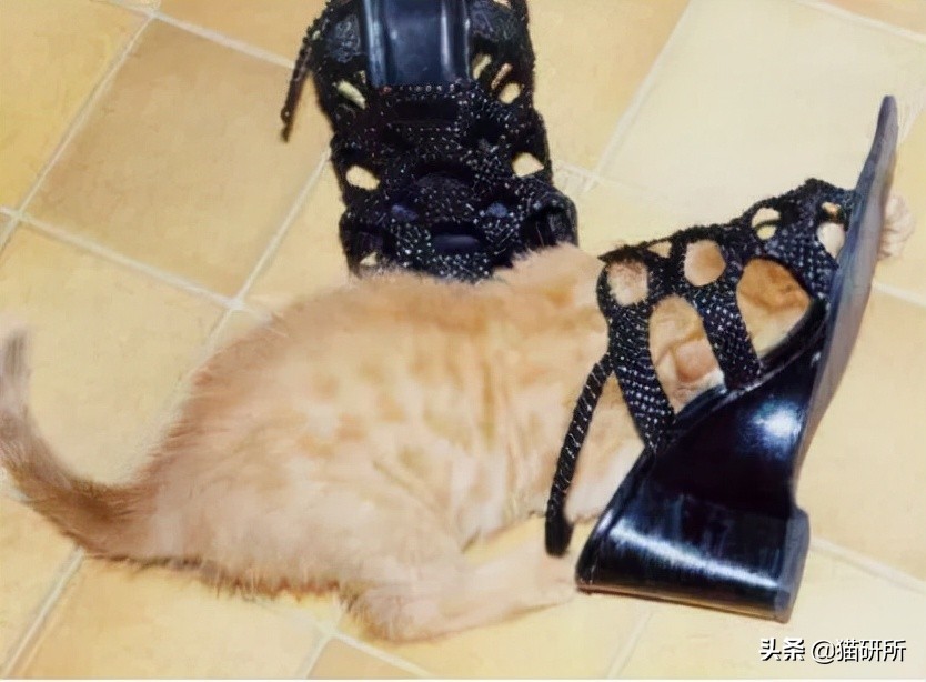 脚气传染猫咪 (猫咪脚气一般什么症状)