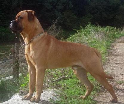 世界上所有的狗品种图片,世界最名贵的狗前十名及其简介