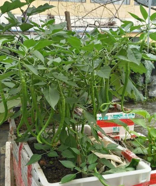 油瓶种辣椒,用废塑料油瓶种植辣椒方法