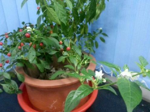 阳台上的辣椒苗长不大,阳台辣椒苗长不大是什么原因