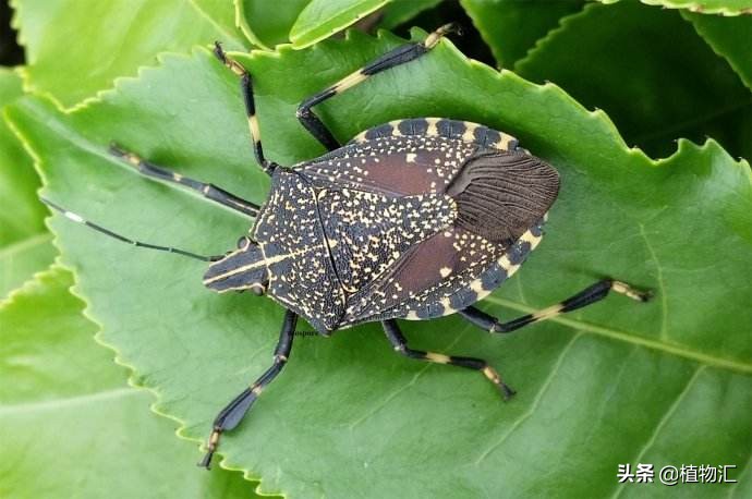 教你识别十大虫害,专治各种害虫图谱大全
