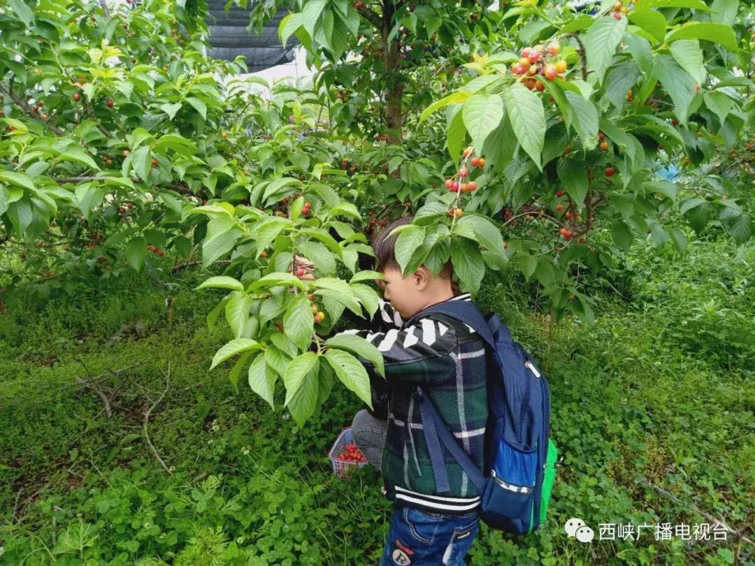 五一八泉峡景区接待量,西峡旅游迎来客流新高峰