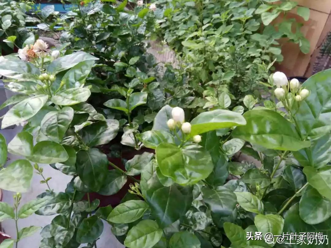 自制养花水配方除臭,养花自制10种消毒水不招虫不烂根