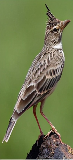 三星堆遗址墓葬区,三星堆八号坑出土的青铜神兽