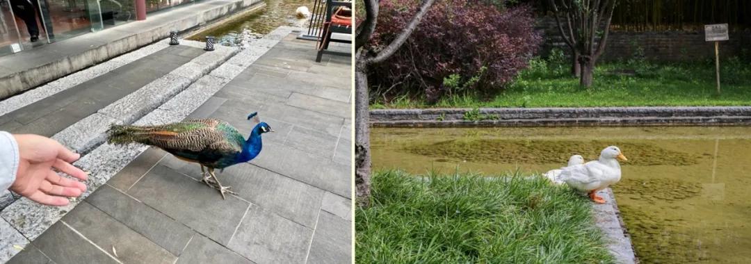 丽江古城轻奢度假庭院,丽江悦榕庄玉龙雪山