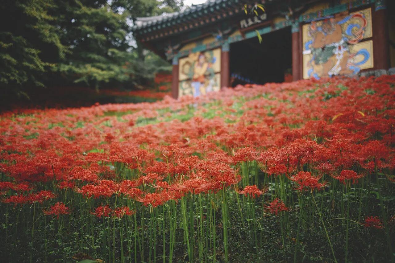 曼珠沙华花语,曼珠沙华花语英文
