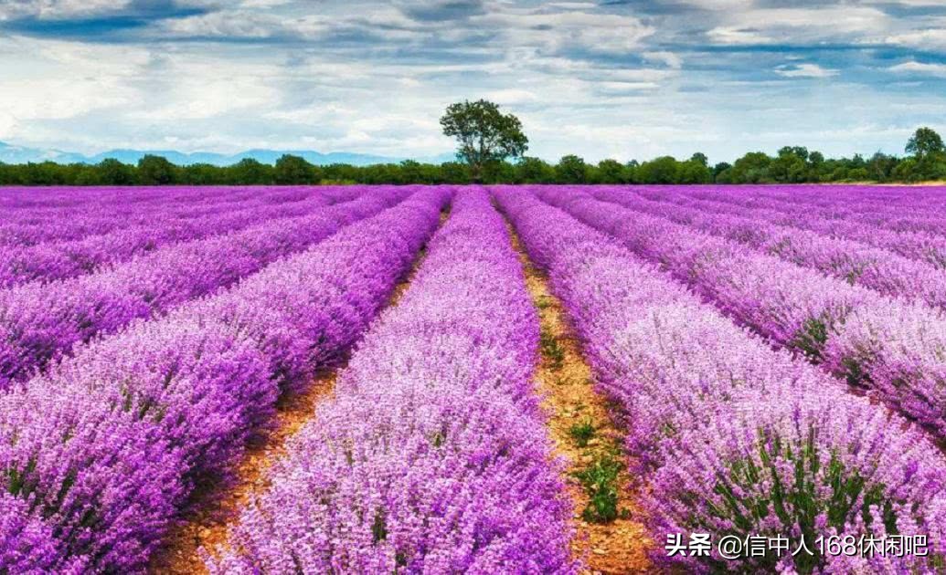 带你走进英国梦幻的薰衣草花田,薰衣草紫色的世界