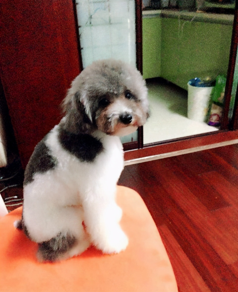 贵宾犬什么颜色的最聪明,贵宾犬毛色有几种颜色