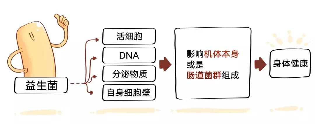 哪种牌子的益生菌好吸收又健康,便宜益生菌和贵的益生菌的区别