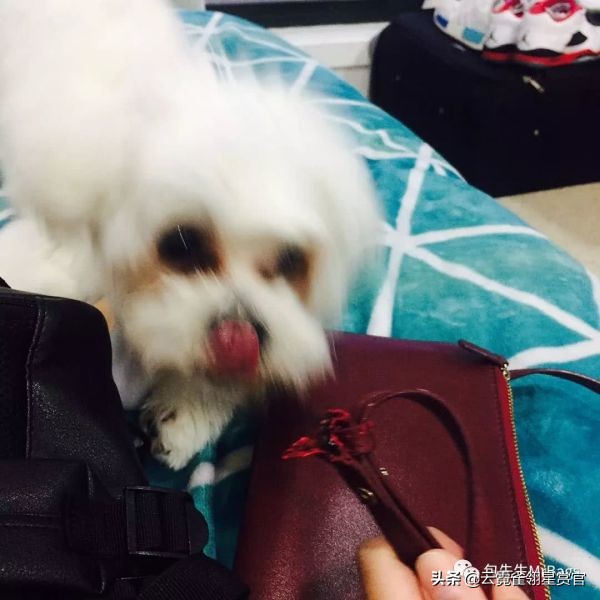 大家的包包和宠物，都太可爱了！