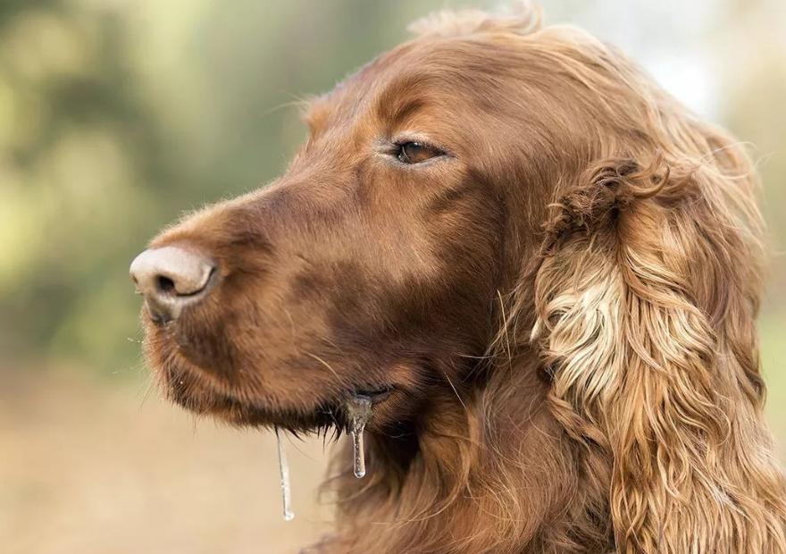 得狂犬病狗狗的症状,狂犬病死后的狗狗症状