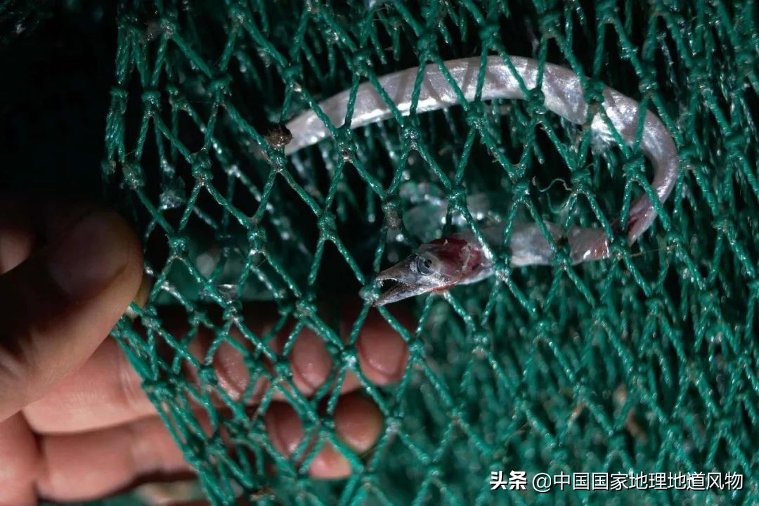 中国吃掉最多的食物,哪个产地的带鱼最好吃