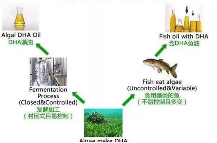 关于DHA，妈妈们可是操碎了心