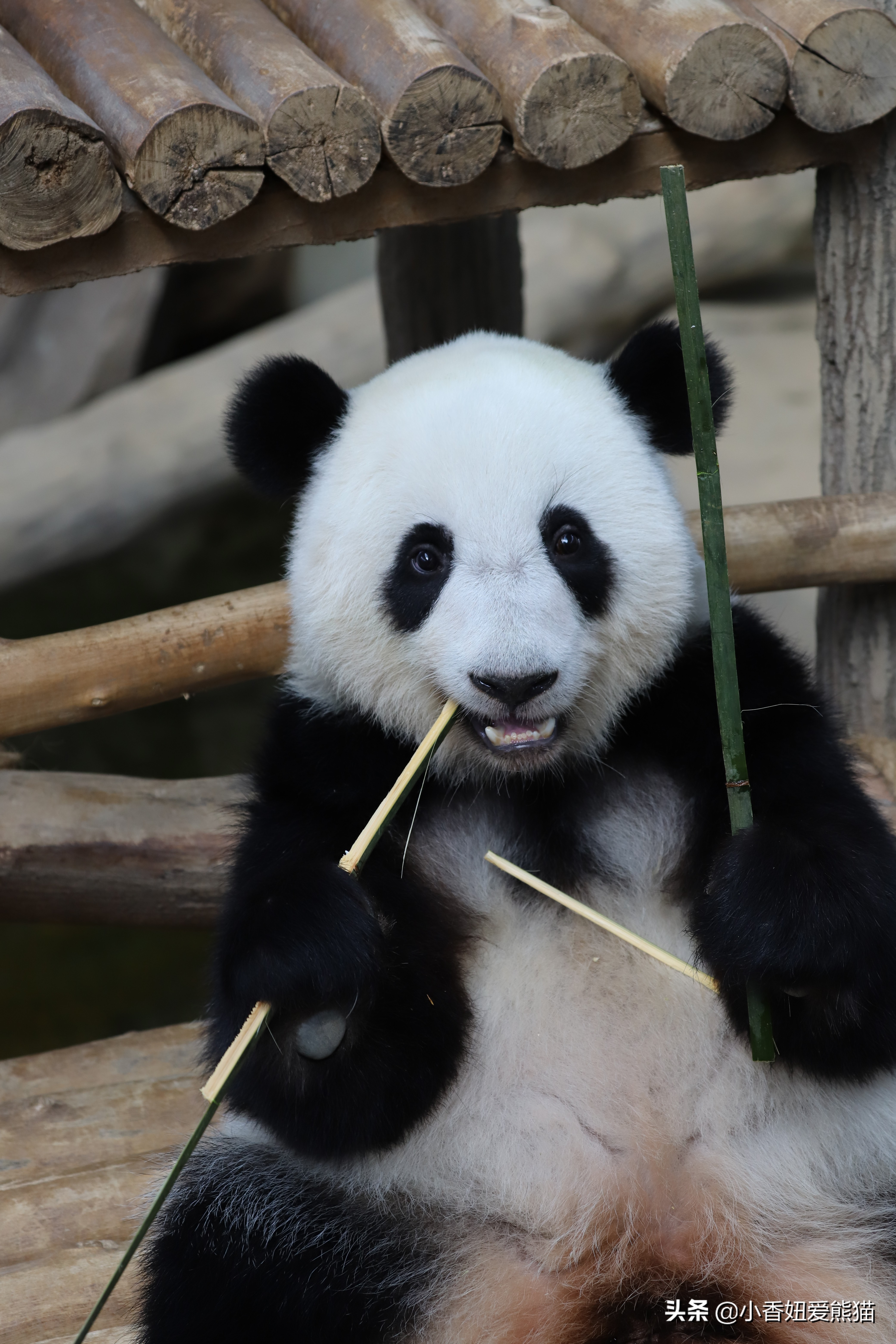 马来西亚大熊猫谊谊出生,熊猫谊谊小时候的照片