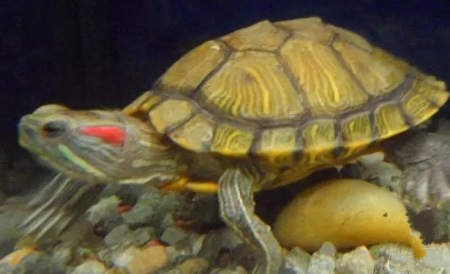 养龟事项,养情侣龟关注什么