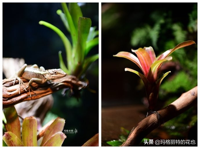 雨林缸可以养的蜥蜴,鱼缸改造封闭式雨林缸养蜥蜴
