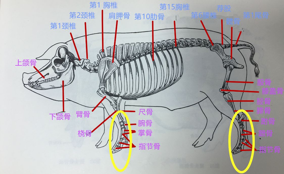 买猪蹄分前后么,买猪蹄前蹄好还是后蹄好