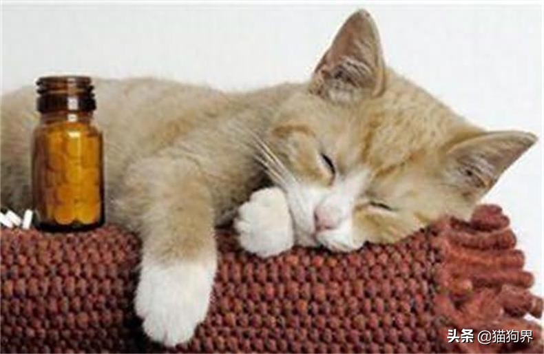 猫咪脱毛一坨一坨的掉是怎么回事,猫咪掉毛严重秃了好几块怎么办