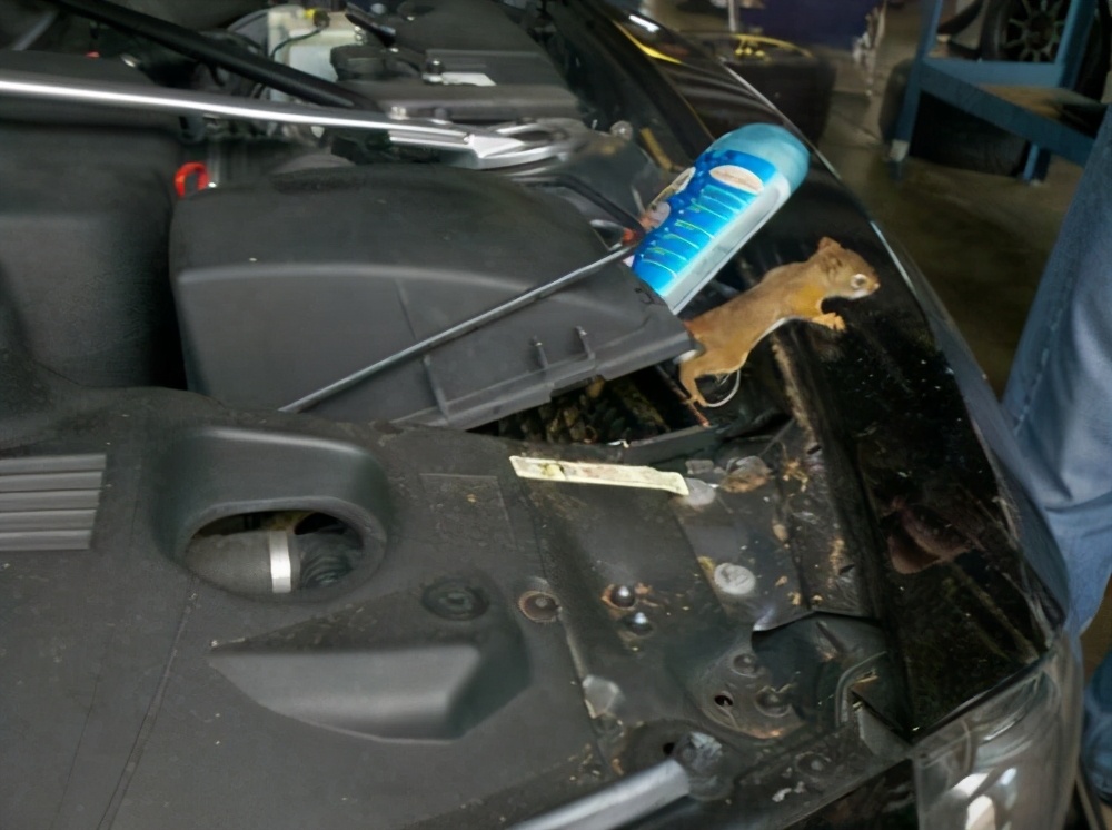 松鼠过冬的食物被偷走了怎么办？它真的会选择自杀吗？