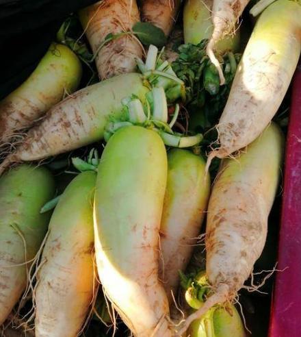 萝卜好不好，看这4点就知道，避免“空心”萝卜，菜贩：真内行