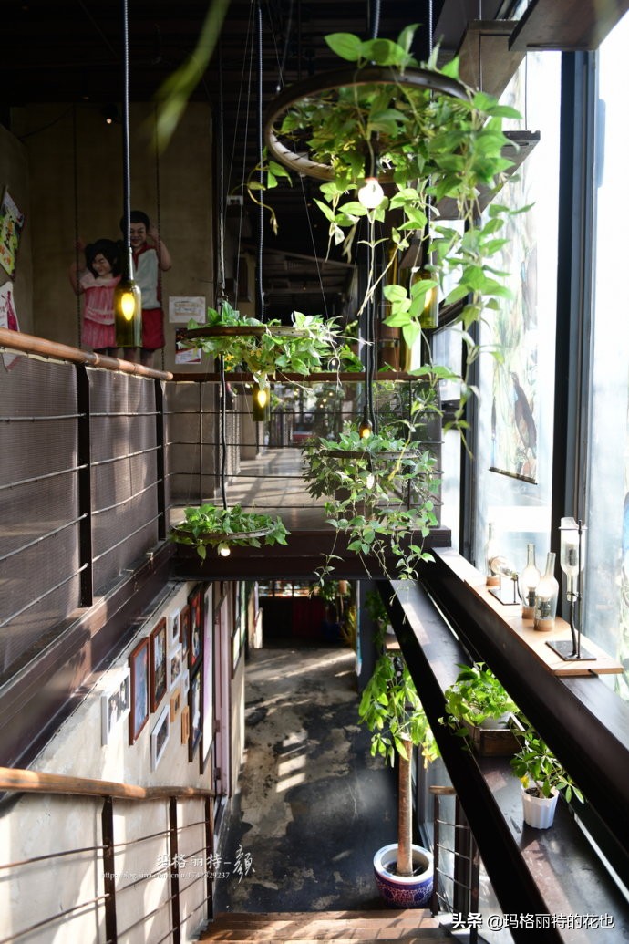 网红餐厅“胡桃里”的绿植布置|行摄