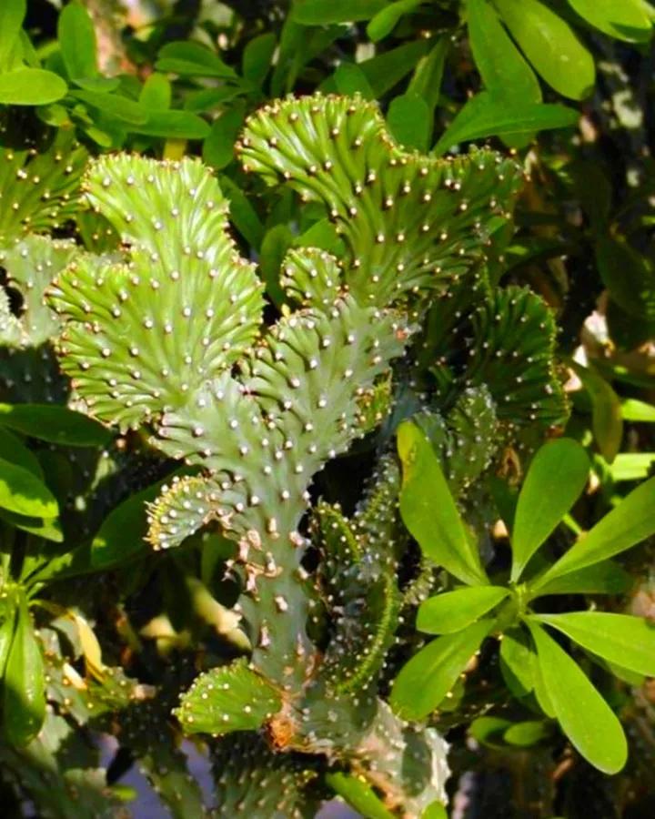 什么花放在家里最好看最实用,放家里风水好又好养的花有哪些