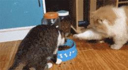 猫圈玄学，十橘九渣