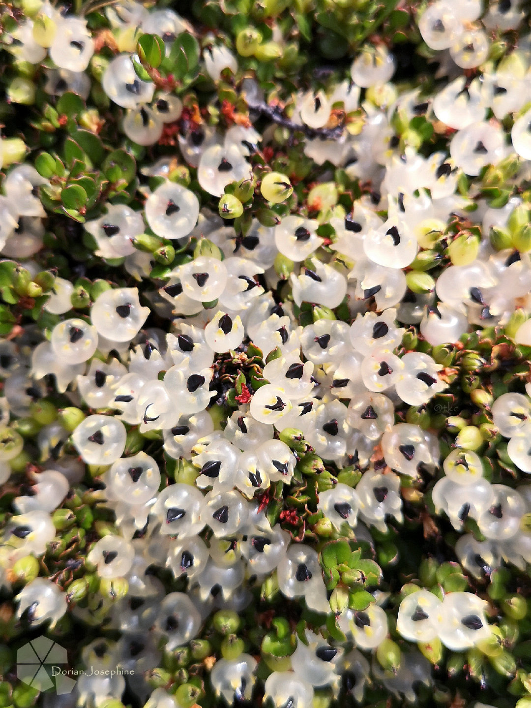 新西兰南岛一日游,新西兰南岛旅游地图