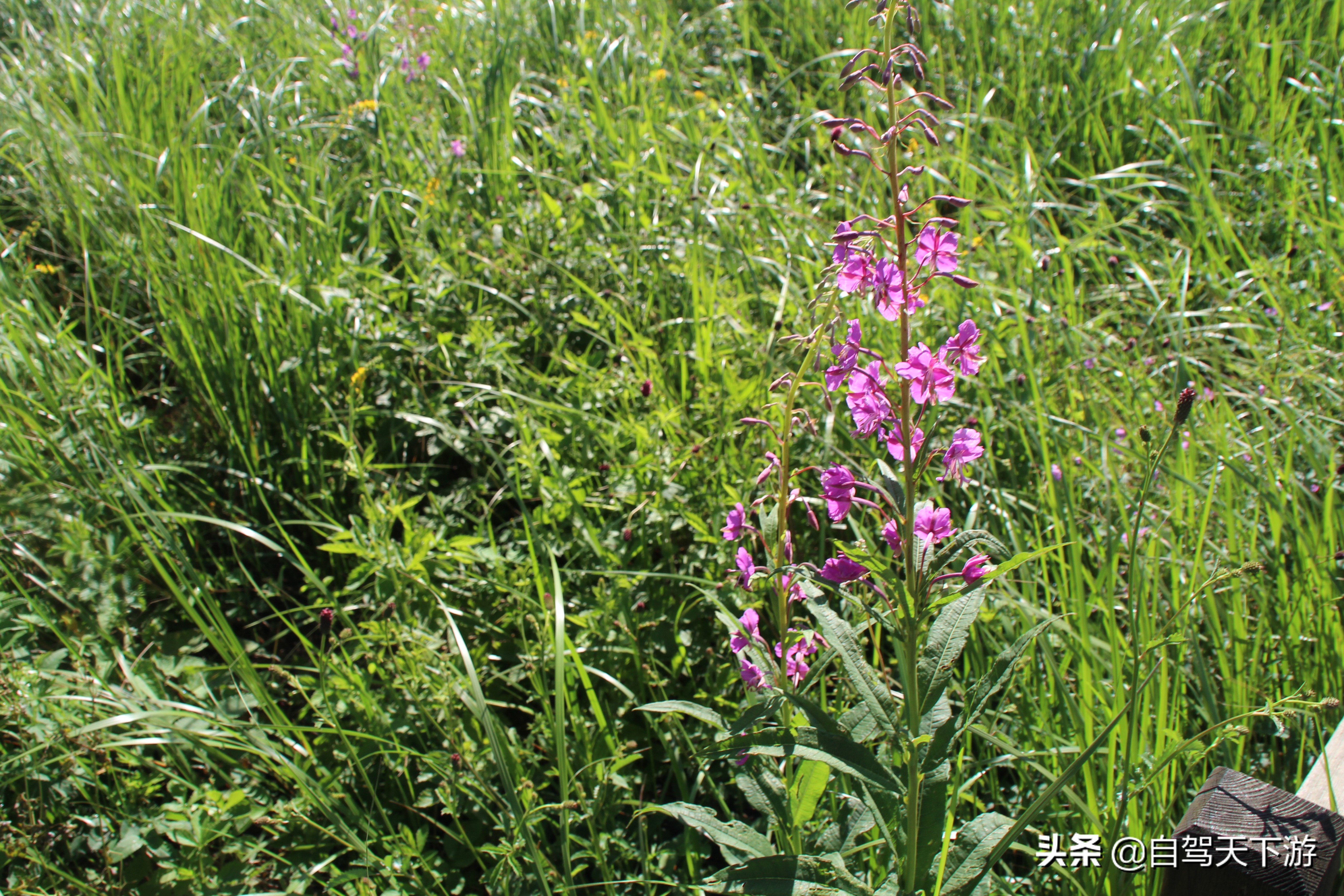 野三坡白草畔攻略,野三坡白草畔自驾游