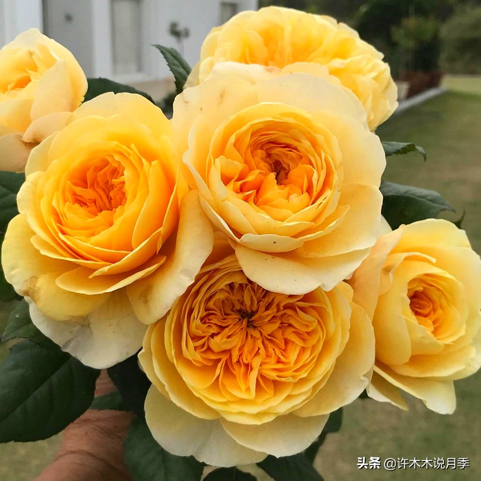 新手月季种植手册，牢记这6点，不死苗、开花多。新手收藏备用