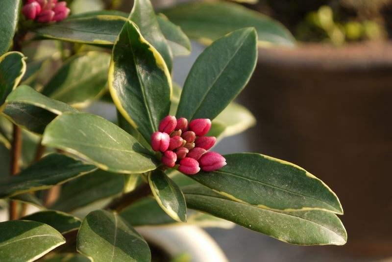 瑞香浇水多了烂根萎蔫咋回事,瑞香冬天叶子下垂怎么补救