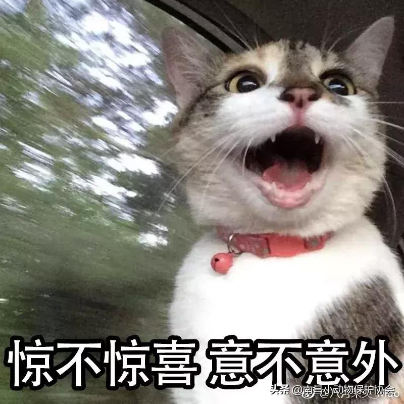 治疗狗皮肤病最见效的药,狗子皮肤病治愈全过程