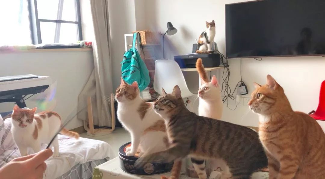 猫窝倒扣闷死猫事件,猫窝导致宠物窒息