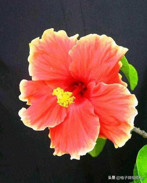 大智若愚的人生感悟句子,大智若愚的聪颖名言