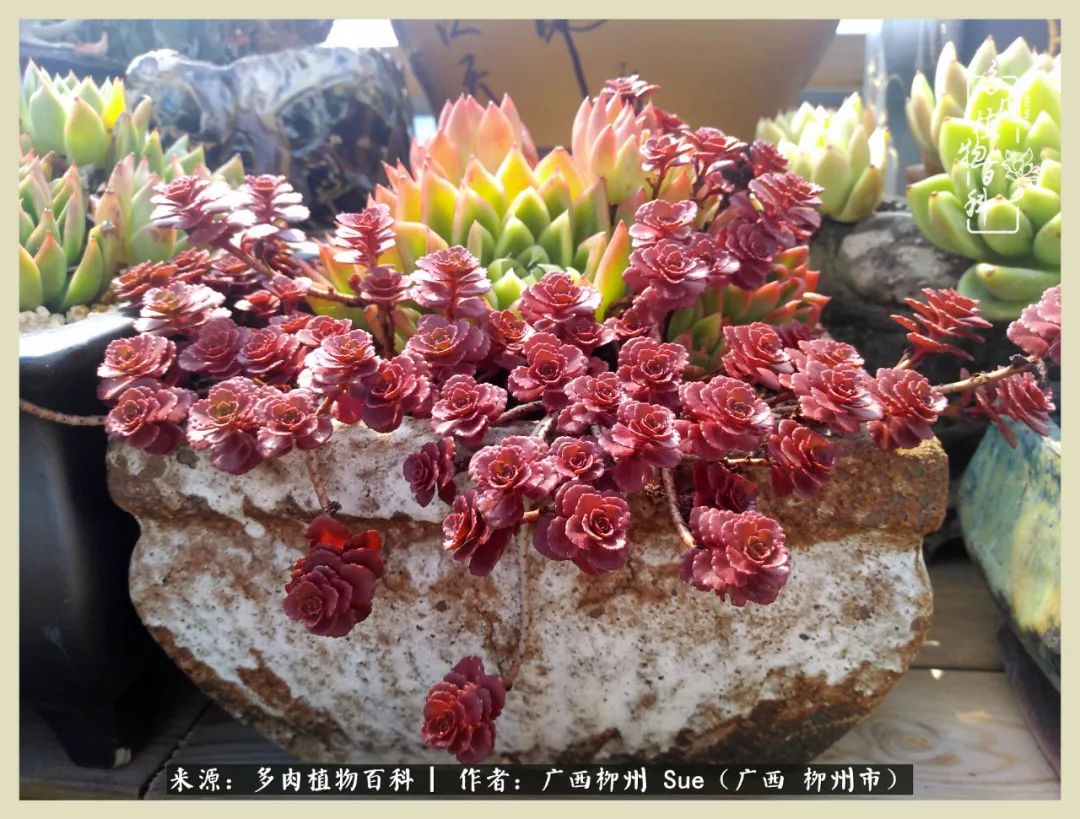 艳阳高照凉爽贵州，我要勤快地捕捉美好！（二）