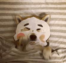 狗狗夜里不睡怎么办,狗狗晚上不听话怎么办